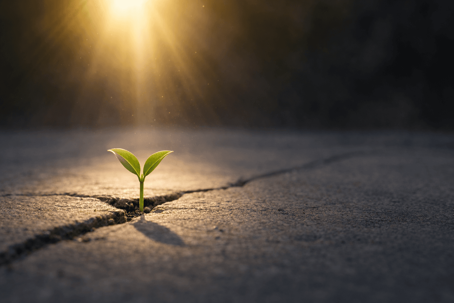 Cover image for The Meaning of Life